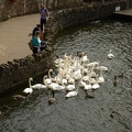 Dirty Swans